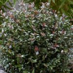 lonicera nitida purple storm 3