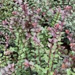 lonicera nitida purple storm 4
