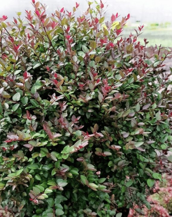 lonicera nitida purple storm