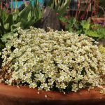 saxifraga pixie white 1