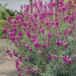 seboj roze 1