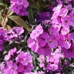 seboj roze