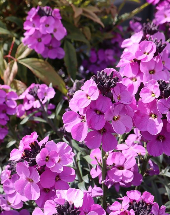 seboj roze