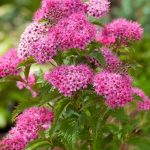 spira japonica crispa 1