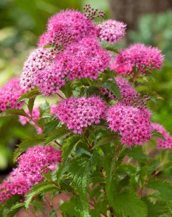 spira japonica crispa 1