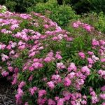 spirea japonica crispa