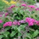 spirea japonica crispa 2