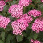 spirea japonica crispa 4