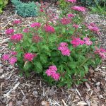 spirea japonica crispa 5