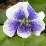 viola sororia priceana 1