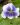 viola sororia priceana 1