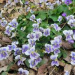 viola sororia priceana