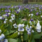 viola sororia priceana 2