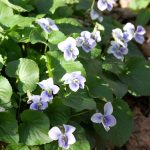 viola sororia priceana 3
