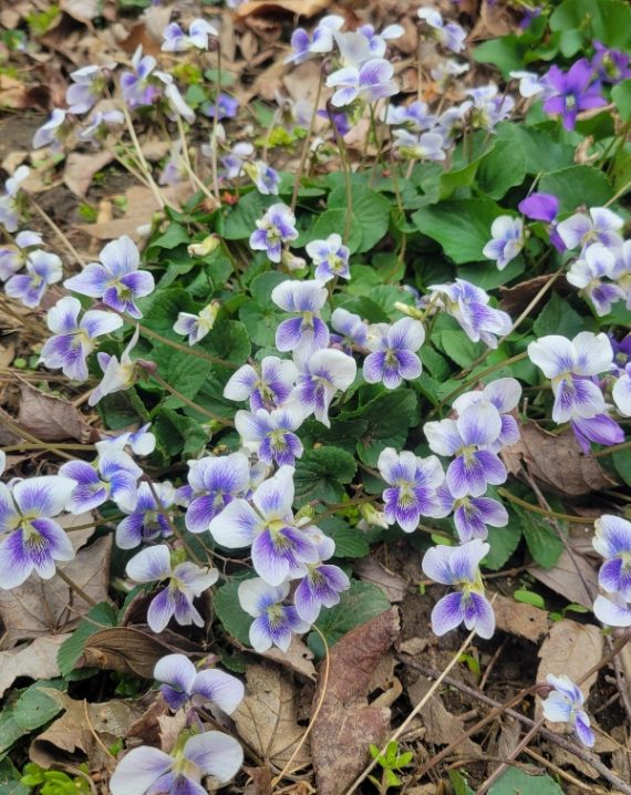 viola sororia priceana