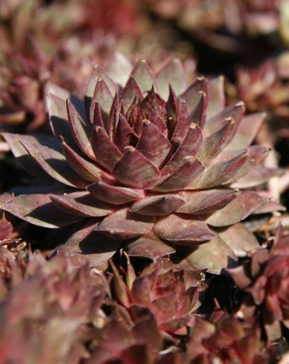 cuvarkuca red beauty 1