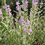 fizostegija sarenolisna 1