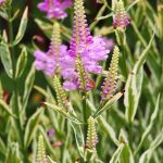 fizostegija sarenolisna