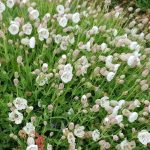 silene maritima alba