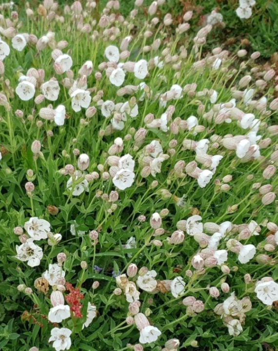 silene maritima alba