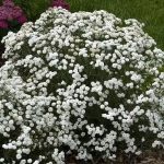 achillea ptarmica 1