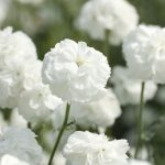 achillea ptarmica