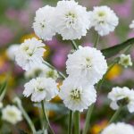 achillea ptarmica 3