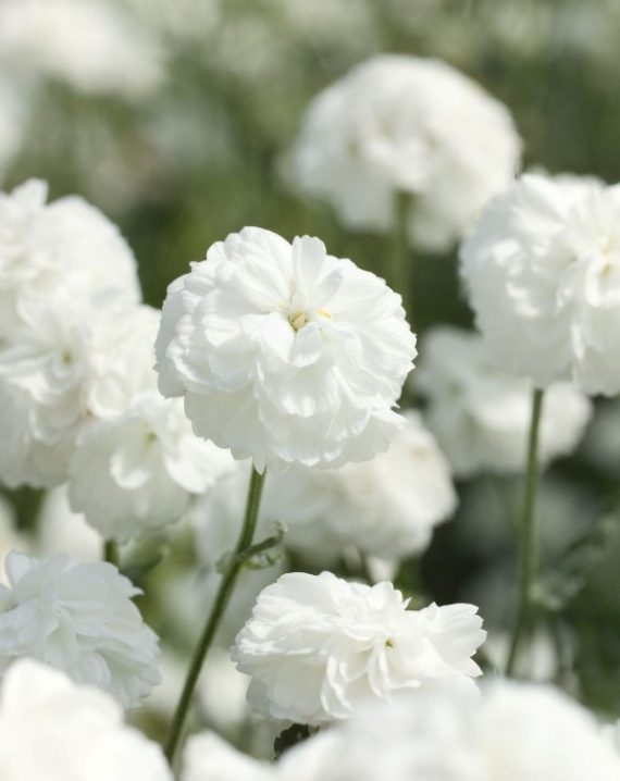 achillea ptarmica