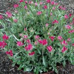 antennaria dioica rubra