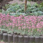 antennaria dioica rubra 3