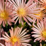delosperma apricot