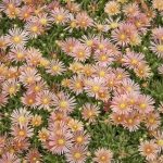delosperma apricot 2
