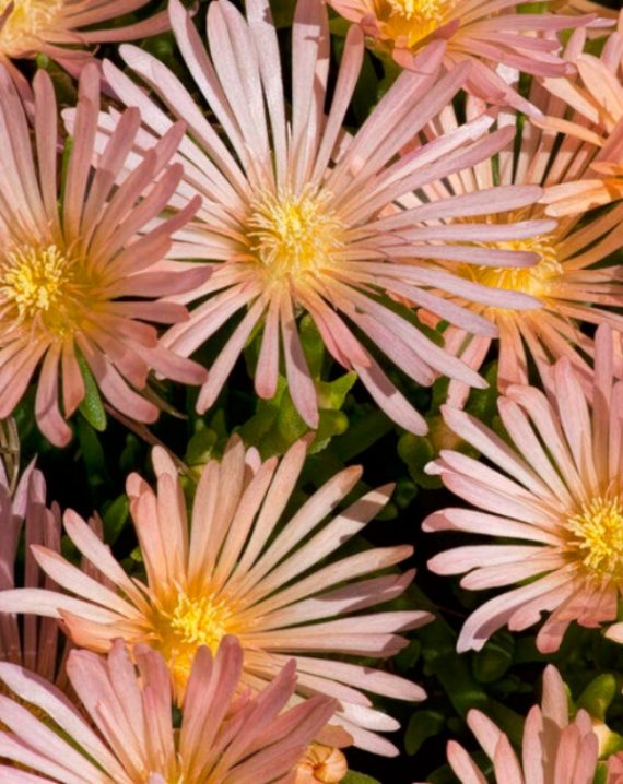 delosperma apricot