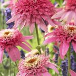 echinacea purpurea double delight 1