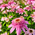 echinacea purpurea double delight