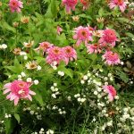 echinacea purpurea double delight 2