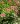 echinacea purpurea double delight 2
