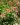 echinacea purpurea double delight 2
