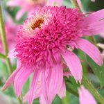 echinacea purpurea double delight 3