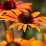 echinacea purpurea lakota orange 1