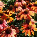 echinacea purpurea lakota orange
