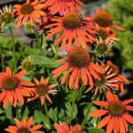 echinacea purpurea lakota orange 2