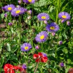 erigeron darkest of all 1