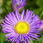 erigeron darkest of all 5