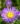 erigeron darkest of all 5