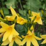 hemerocallis citrongelb 1
