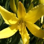 hemerocallis citrongelb 3