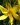 hemerocallis citrongelb 3