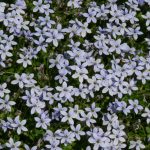 isotoma fluviatilis