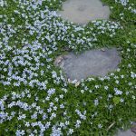 isotoma fluviatilis 2